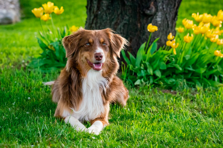 Regole per Seppellire un Cane in Giardino