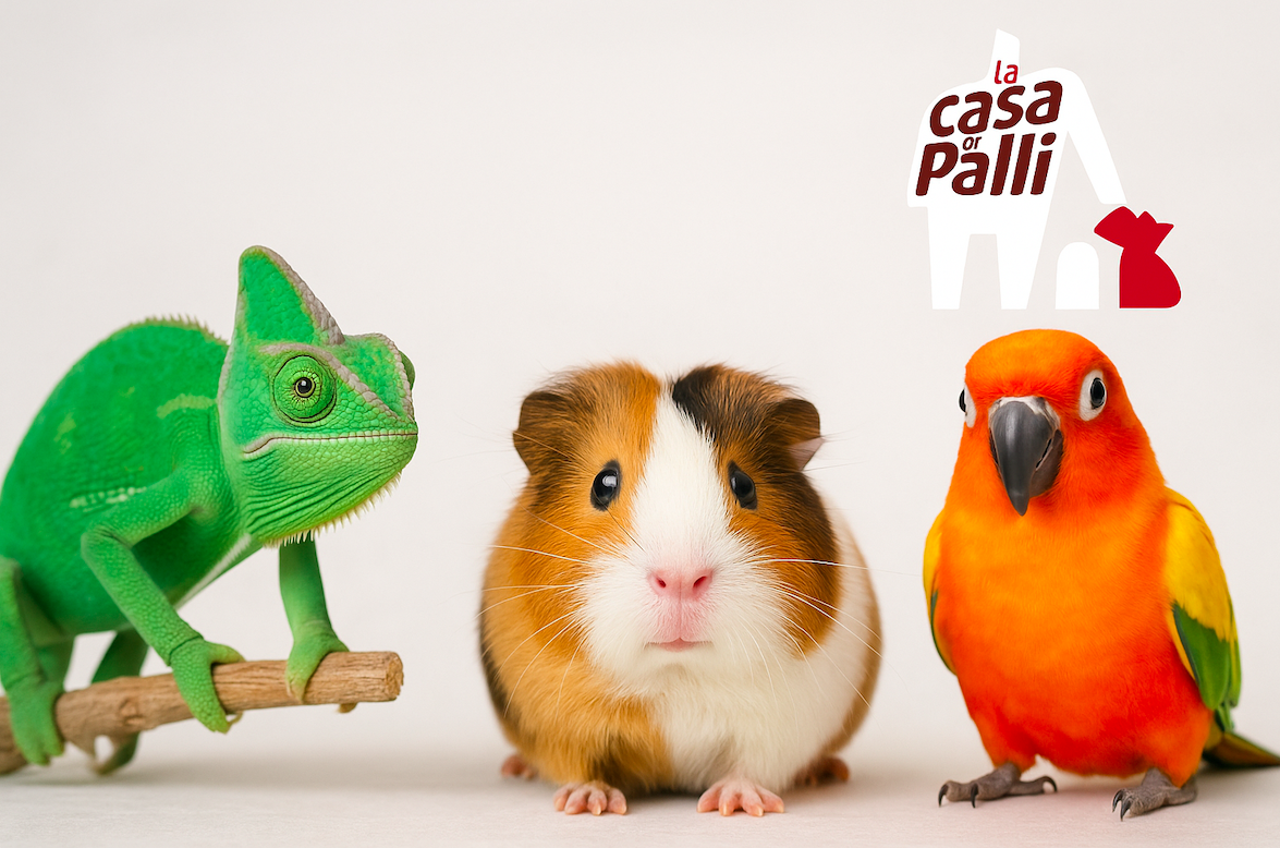 la casa di palli - cremazione animali d'affezione
